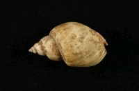 藏品(波部鳳螺)的圖片